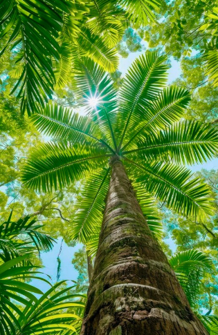 Tropical canopy
