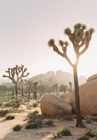 Joshua tree