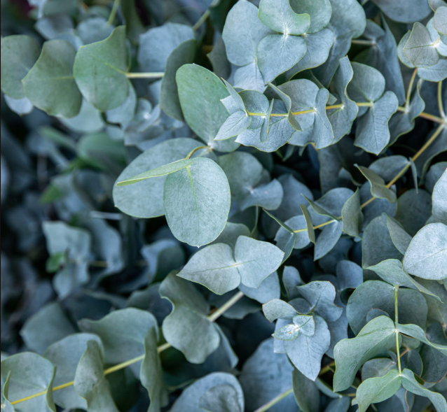 Eucalyptus - Trees Sweatpants