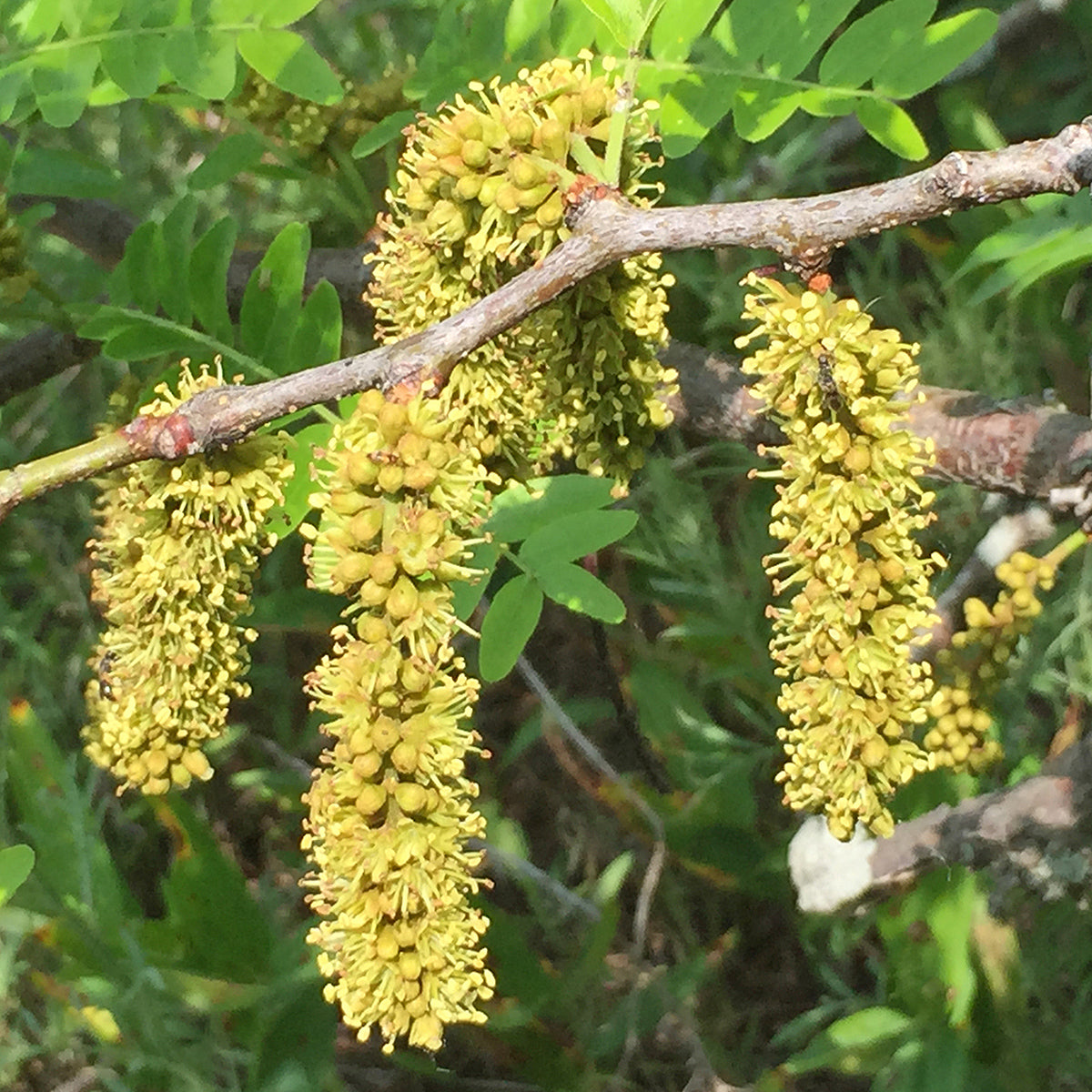 Honey Locust - Classic Sweatpant