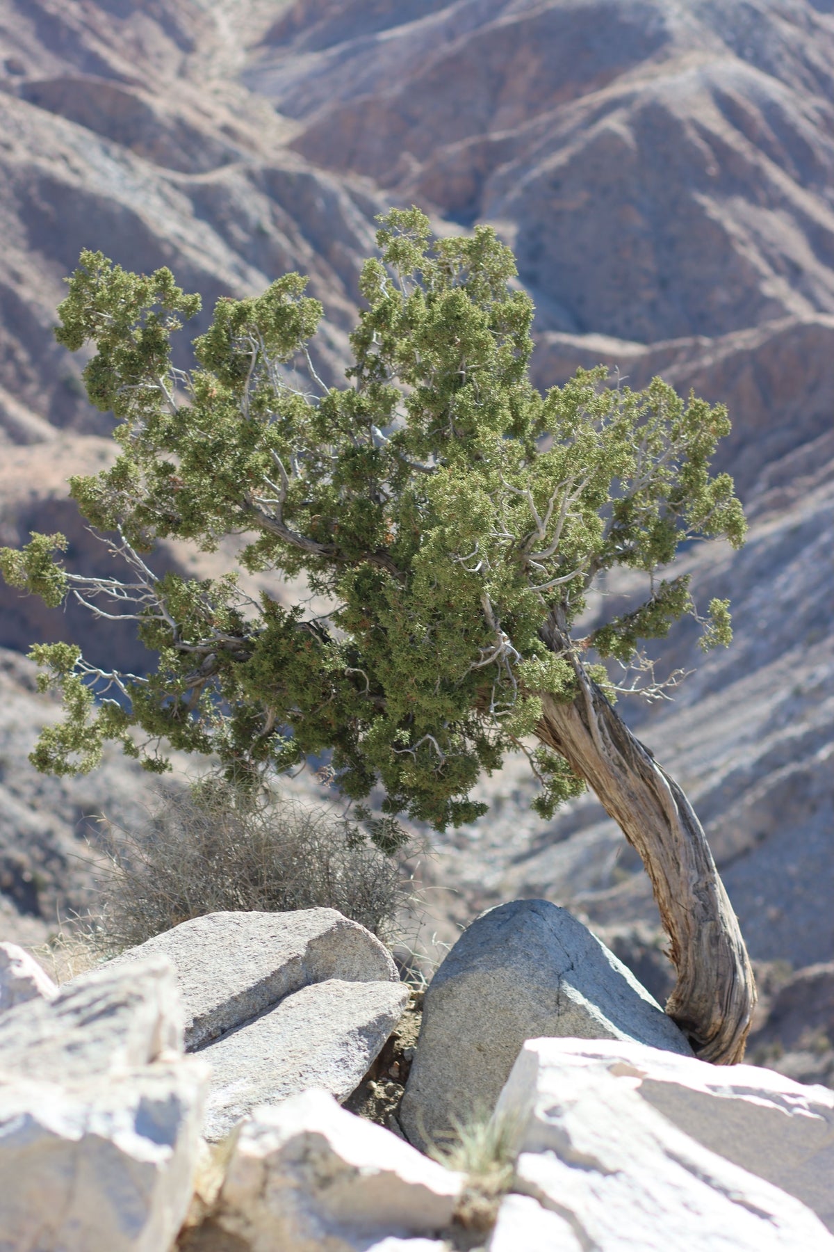 California Juniper - Trees Sweatpants