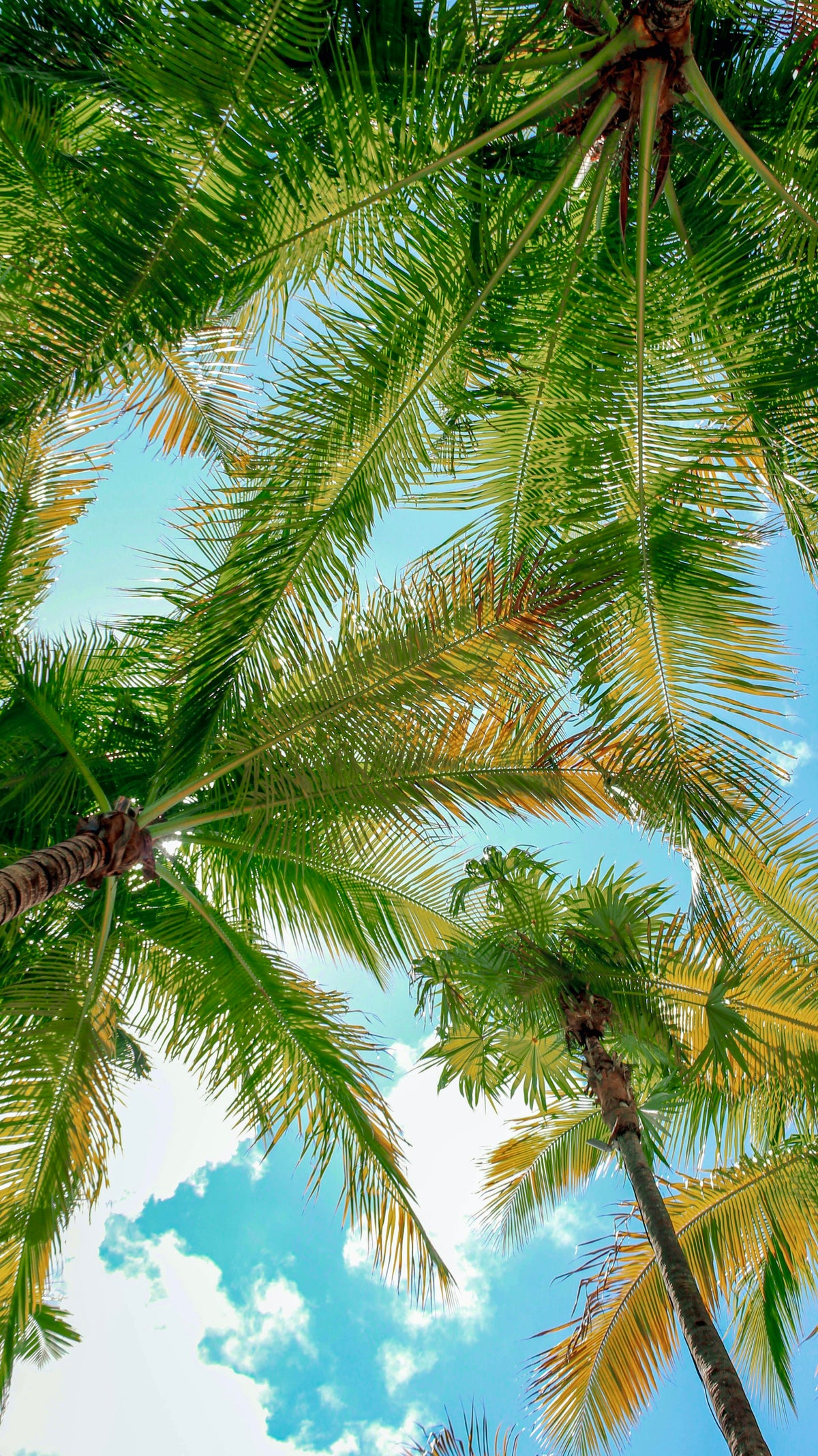 Tropical Canopy - Sweatshirt