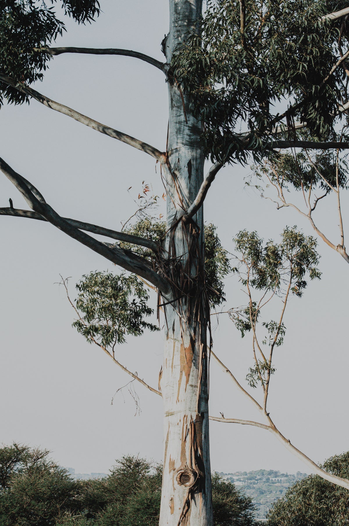 Eucalyptus