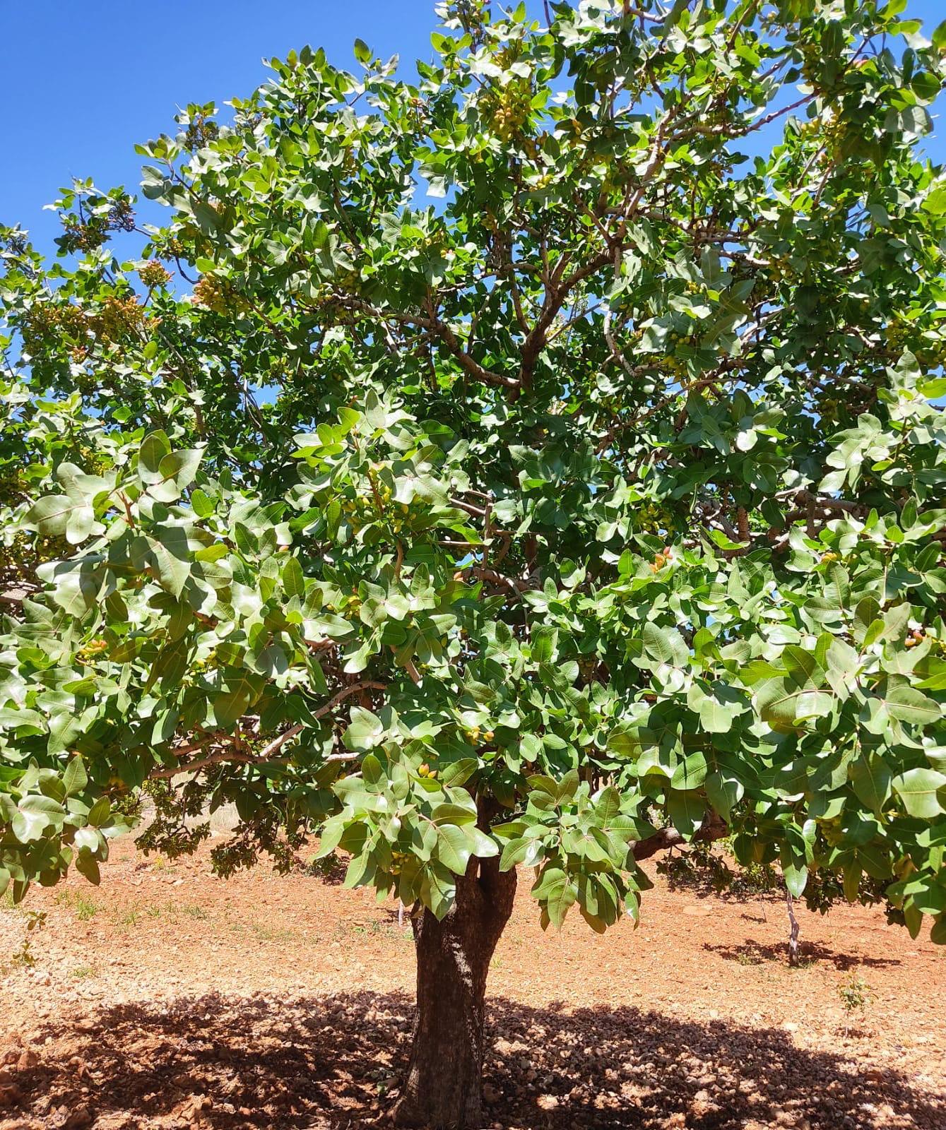 A full pistachio tree in an orchard